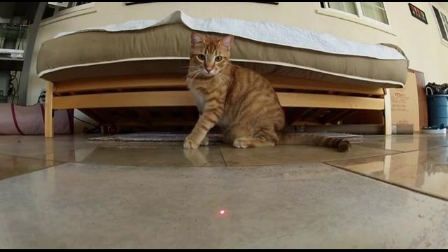 Коты против лазера в рекламе камер GoPro