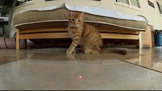Коты против лазера в рекламе камер GoPro