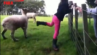 Неудачная игра с овцой