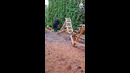 A backyard roller coaster might be the ultimate home entertainment