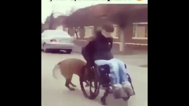 Пёс помогает хозяину на инвалидной каляске передвигаться