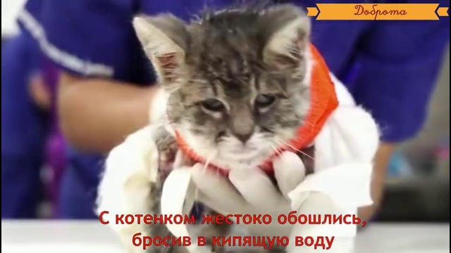 Спасение бедного котенка, который получил 80% ожогов тела Rescue kitten