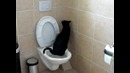 Умный котяра =)