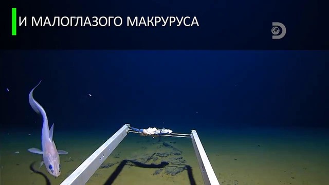 Исследователь Марианской впадины обнаружил пластиковый пакет на глубине 11 км