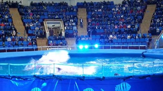Дельфинарий в Ташкенте