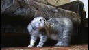 Кот «Нет-нет-нет»