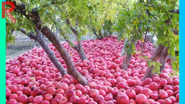 Как выглядели продукты до того, как их собрали