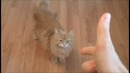 Расстрел животных )