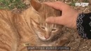 Кот на локтях ковылял к прохожим, прося погладить его