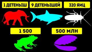 У какого вида животных рождается больше всего детенышей за раз