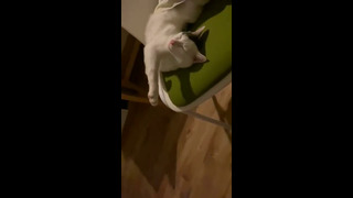 Cat Lays On Chair In Silly Way #shorts