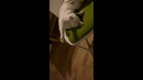 Cat Lays On Chair In Silly Way #shorts
