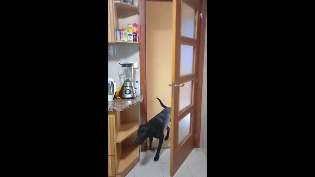 Dog Opens Door #shorts