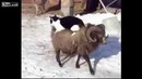 Кот ездит на халяву