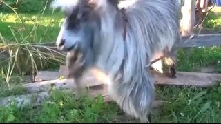 Goat dancing Beatbox – Козёл танцует под Битбокс