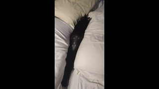Cat Sleeps In-between Pillows #shorts