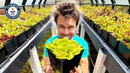 Largest Trap on a Venus Flytrap EVER! | Guinness World Records