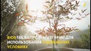 Bios Urn – дерево из человека