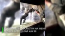 Гляжусь в тебя, как в зеркало: горилла идеально повторяет движения человека