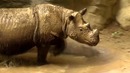 10 самых редких животных в мире