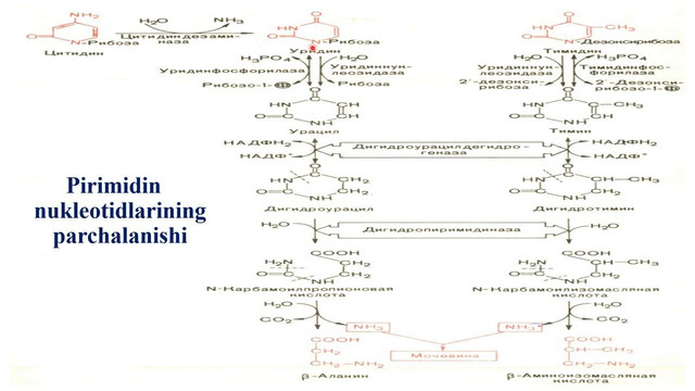 Pirimidin asoslari
