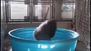 This is хорoшо ~ Кот бык