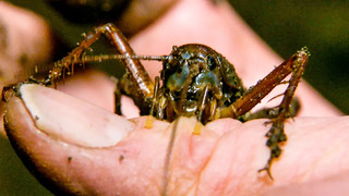 Swimming Cricket Bites Zoologist | The Dark: Nature’s Nighttime World | BBC Earth