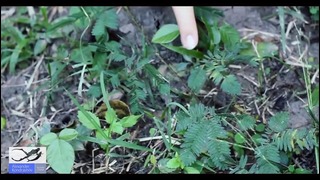 Чудо трава! Растение, которое умеет двигаться! Мимоза Стыдливая (Mimosa pudica)