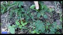 Чудо трава! Растение, которое умеет двигаться! Мимоза Стыдливая (Mimosa pudica)