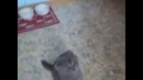 Очень позитивный котик