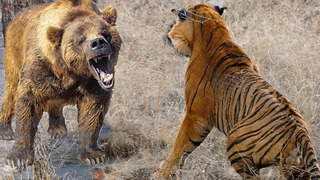 Самые Сумасшедшие Атаки Медведя Снятые на Камеру