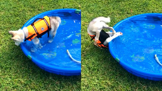 Dog Trips Over Pool | Funny Pet Videos