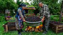 Village Cooking – Black Mulberry Harvest & One-Ingredient Winter Syrup