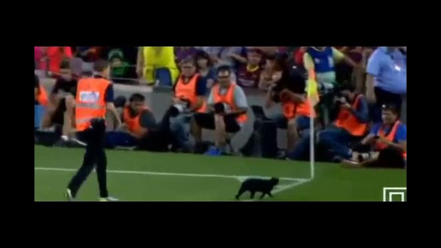 Барселона – Эльче, кошка выбежала во время матча