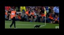 Барселона – Эльче, кошка выбежала во время матча