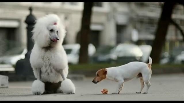 Реклама МТС про пса-ловеласа