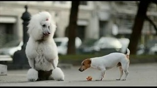 Реклама МТС про пса-ловеласа