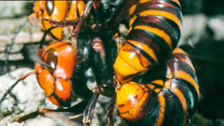 Hornet Queen Murdered By Her Own Daughters | Buddha Bees and The Giant Hornet Queen | BBC Earth