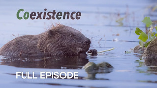 Meet the Beaver Architects of Vienna | Coexistence | BBC Earth