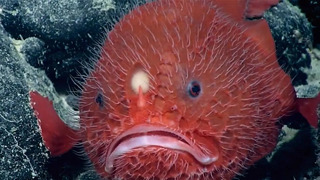 The Astronaut of the Deep Blue Sea | Game Changers | BBC Earth