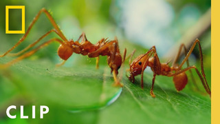 Leafcutter Ants Slice Leaves for the Colony | A Real Bug’s Life | National Geographic