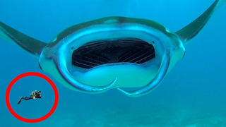 Учёные Обнаружили Самое Крупное Подводное Животное в Мире
