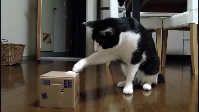 Гифки кошки прикольные