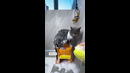 Кот мечты