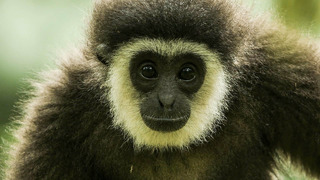 The Heroes Saving Our Closest Cousins From Extinction | Primates | BBC Earth
