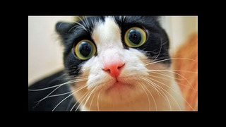 Смешные животные – Смешные кошки/собаки – Смешные видео с животными 287