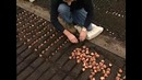Выращивание тюльпанов в Голландии