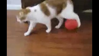 Коты носят воздушные шарики