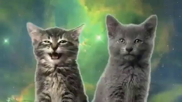 Песня мяу, мяу исполнители два котёнка
