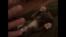 Котик